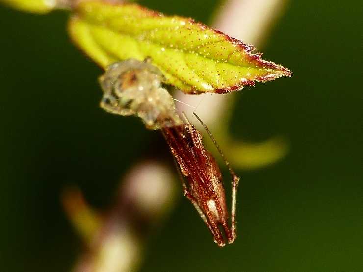 Pholcidae da id. No. Rhomphaea sp. - Usini (SS)